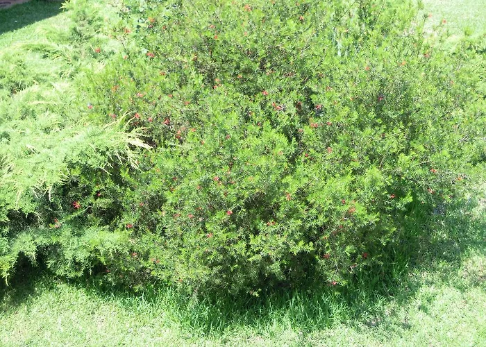 Aegialis Vourvourou