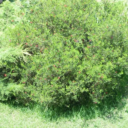 Aegialis Βουρβουρού